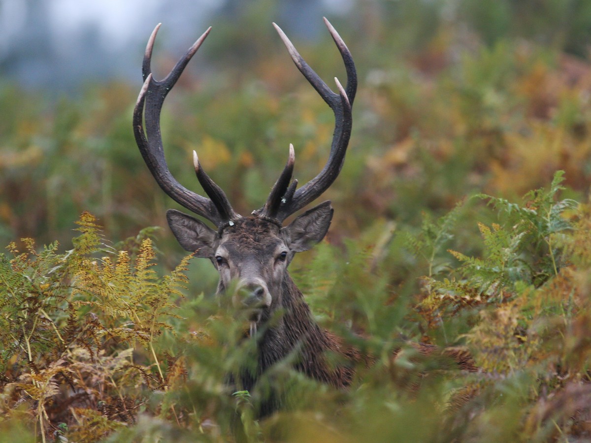 04102005-brame 2005 413.jpg